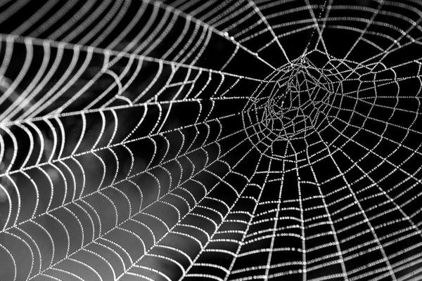 Spider bite hospital figures revealed 