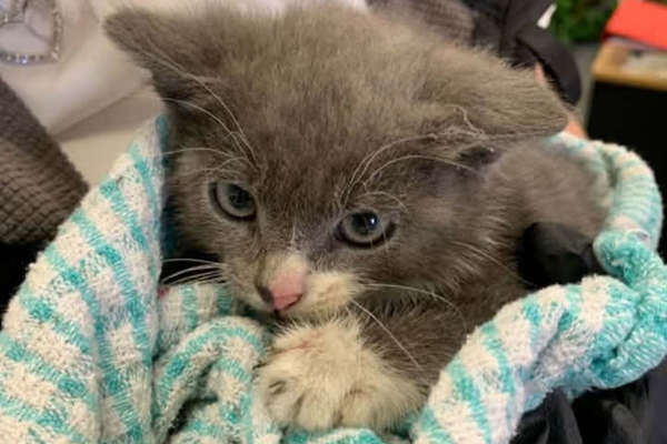 Car park cat to get new home (and name) after city warden rescue