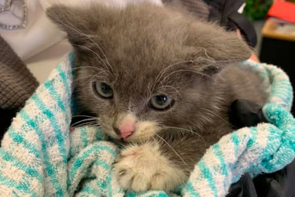 Kitten dubbed 'Doolish' rescued by senior city warden