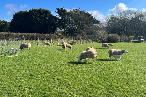 Dog owners could face tougher fines over livestock attacks