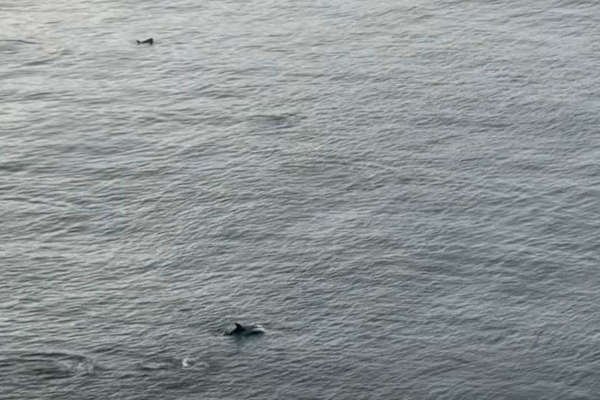 Watch dolphins starting to arrive in Manx waters