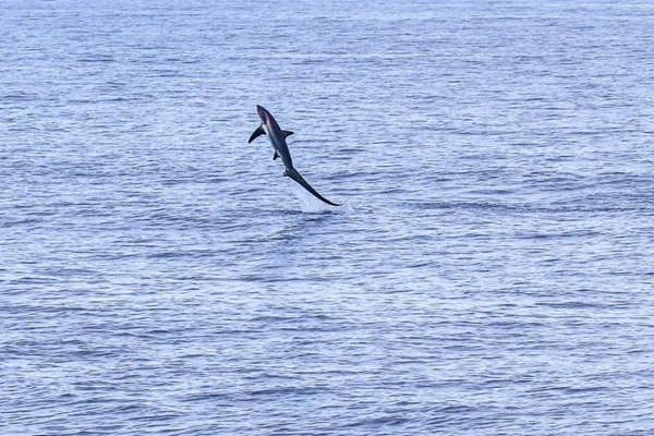New Manx law protects vulnerable thresher sharks