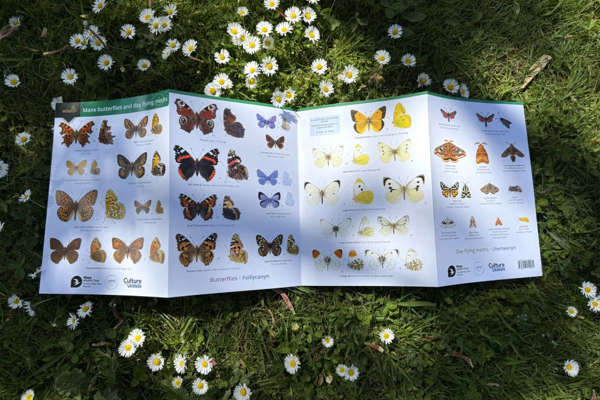 Wildlife Trust publishes butterfly-spotting guide