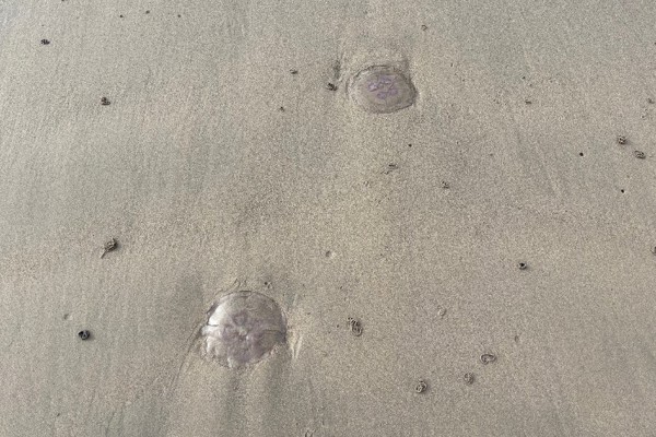 Why are we seeing so many jellyfish?