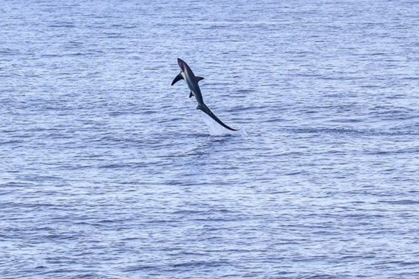 Full legal protection granted to the common thresher shark
