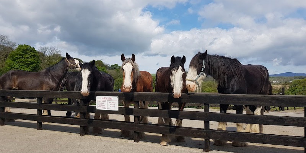 Home of Rest for Old Horses