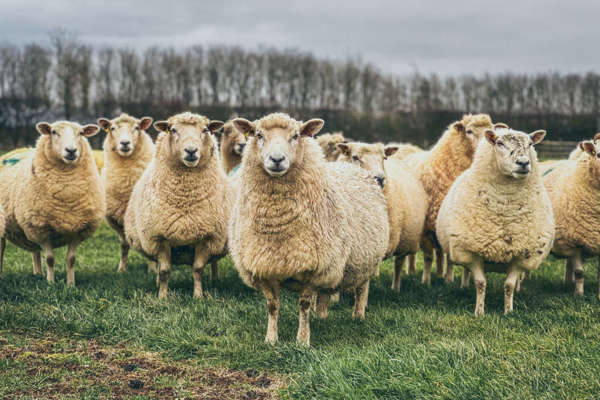 Consultation open for tougher penalties for dog attacks on livestock