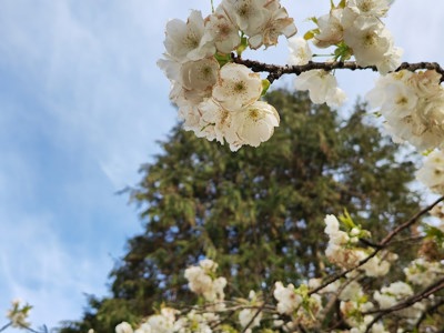 Derby Square Gardens