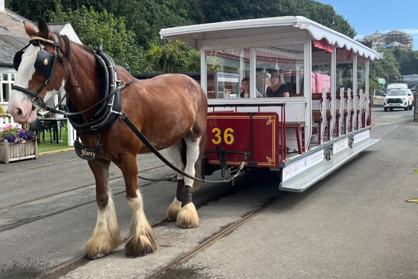 MHKs question whether horse tram costs are a 'bit of a nonsense'