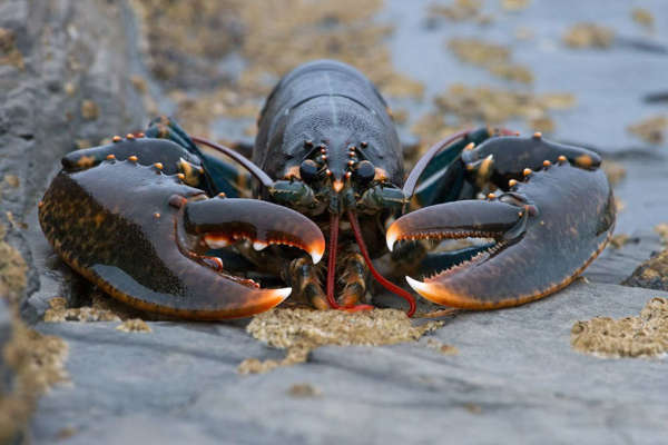 Manx lobsters' radioactivity levels 96% lower than in 1998