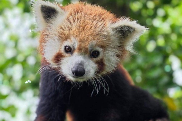 Male red panda joins Wildlife Park to support conservation efforts