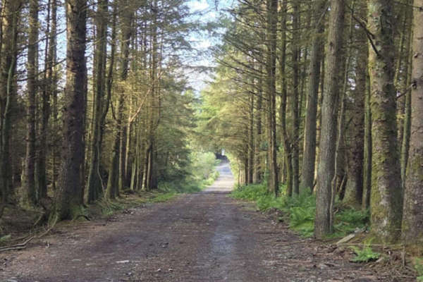 Gales spark plantation warning