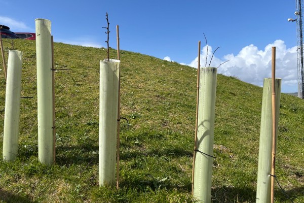 Manx Radio wildflower meadow project enters fourth year