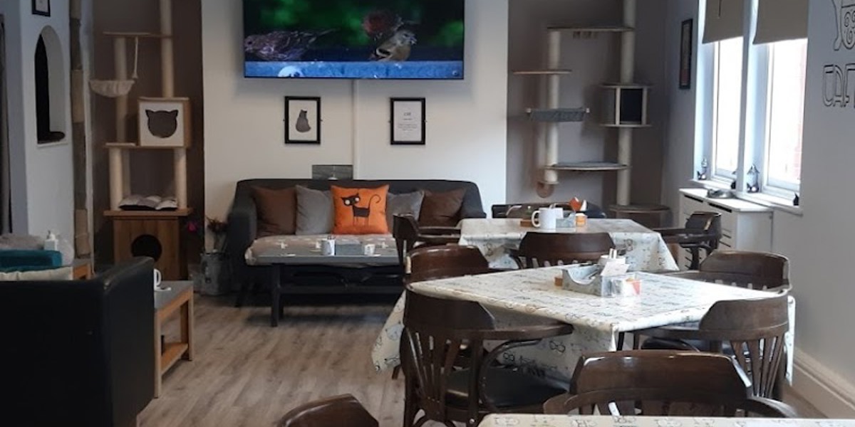 Manx Cat Cafe Ltd