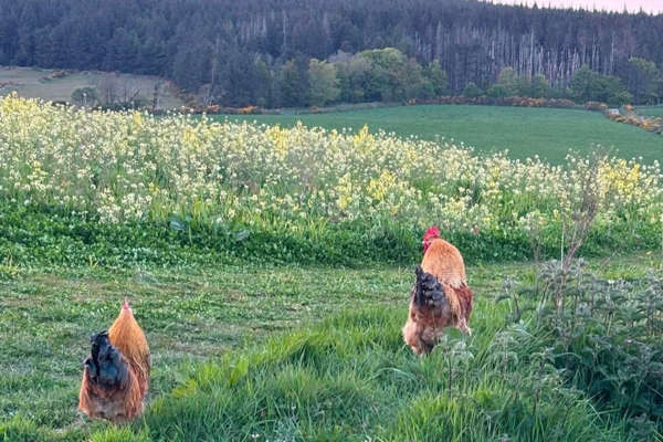 Castletown cocks get happy ending from residents
