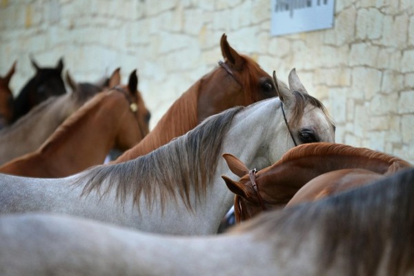 Equine influenza warning issued to Manx horse owners