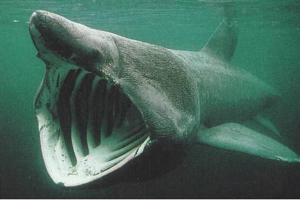 New foundation wants to discover more about local sharks