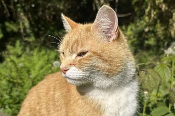 Earl the Laxey cat loses collar in feline feud