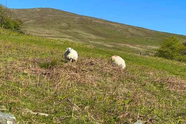 Farmer urges dog walkers to be mindful as lambing season gets underway